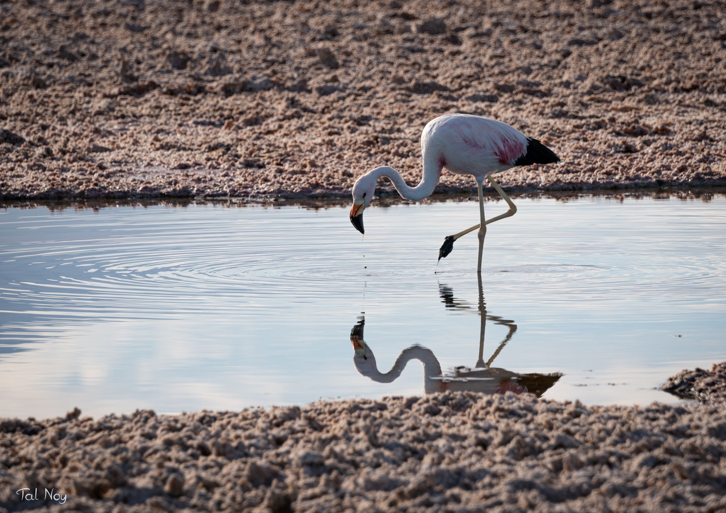A flamingo wading through shallow water on a salt flat, its reflection mirrored perfectly below